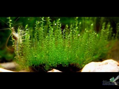 Мох Стринги (Leptodictyum riparium)