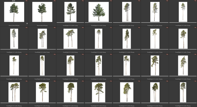 Деревья летние хвойные