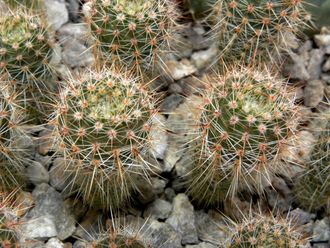 Notocactus roseoluteus BSCH 1891 (D=15mm, H=40mm)