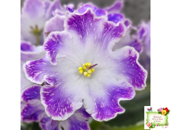 DS-Изюм (Dimetris) 2014 г.