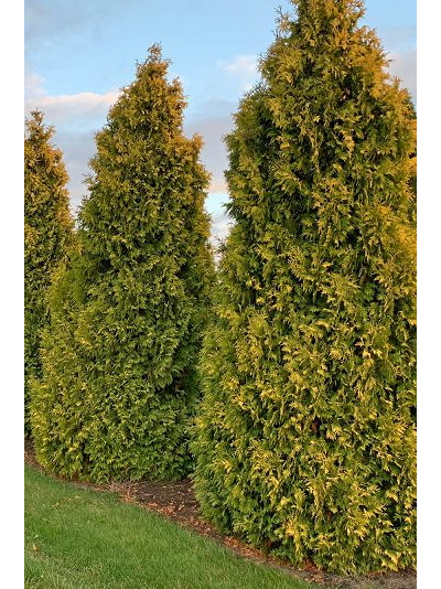 Туя западная Golden Smaragd