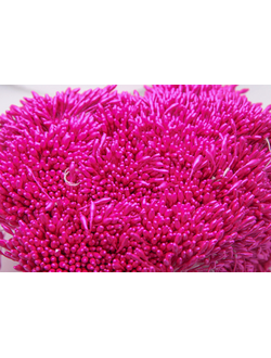 Тычинки тонкие  около 400 нитей , двусторонние , фуксия