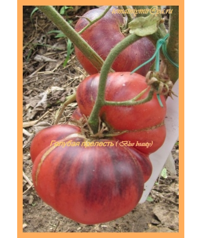 Томат Голубая прелесть (Blue Beauty), США