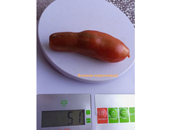 Томат Фляшентомат коричневый (Flaschentomaten brown)