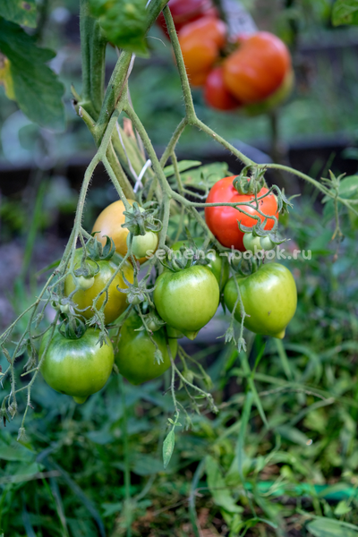 Томат Юбилейный Тарасенко, 10 шт