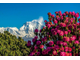 Рододендрон древесный (Rhododendron anthopogon), цветки, 5 г - 100% натуральное эфирное масло