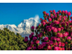 Рододендрон древесный (Rhododendron anthopogon), цветки, 1 г - 100% натуральное эфирное масло
