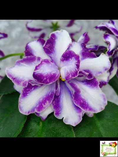 ЮШ-Надюша (Ю.Шаховцева) химера (пасынок из цветоноса укоренённый)