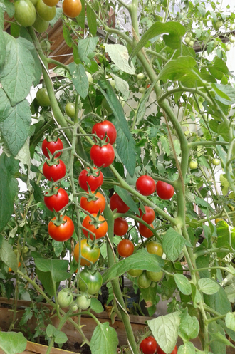 Семена томата Умелец