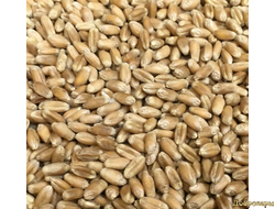 Зерно Озимой пшеницы, 1 кг
