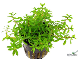 Дидиплис диандра (пластиковый горшок)