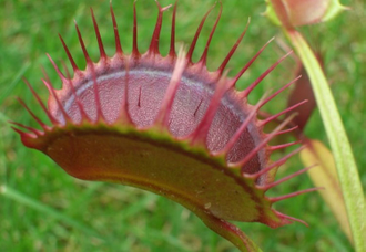 Dionaea muscipula Cropped tooth