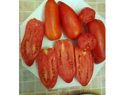 Томат Сибирский казак