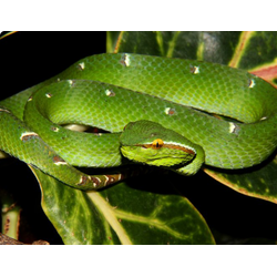 Борнейская куфия (Tropidolaemus subannulatus)