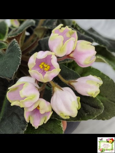 ЛЕ-Ландыши (Е. Лебецкая) 2020 г. (пестролистный лонг)