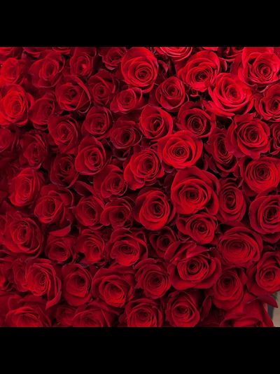 Букет из 101 метровой эквадорской розы