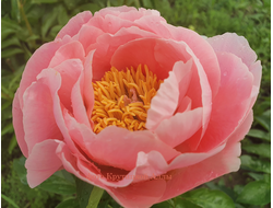 Пион Salmon Dream (Салмон Дрим)