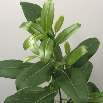 Ficus superba var. henneana / фикус суперба хениана