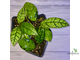 14/02/2025 Hoya Callistophylla No.3 (pink splash)