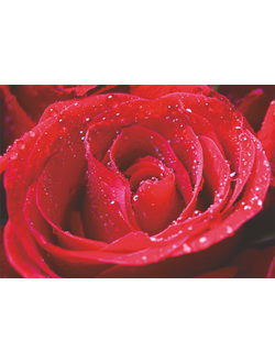 Фотообои Симфония "ФЛАМЕНКО"