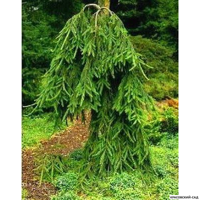 Ель Фробург - Frohburg