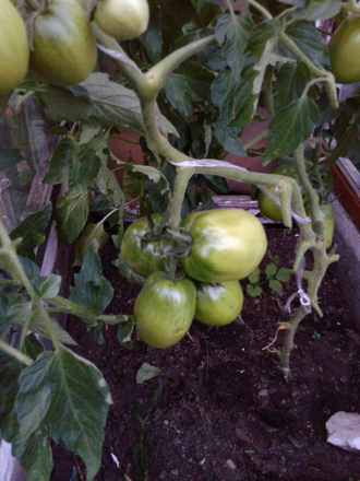 Семена томата Полтавская галушка