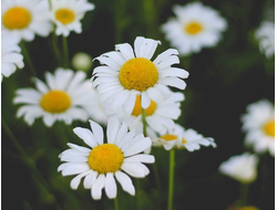 Ромашка римская (Anthemis nobilis/Chamaemelum nobile) 2 г - 100% натуральное эфирное масло