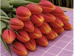 Тюльпан Hennie van de Most