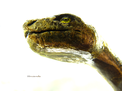 Золотая змейка. Браслет в виде змеи из полимерной глины