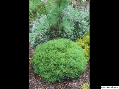 Туя Мр.Боулинг Болл - Mr. Bowling Ball