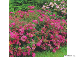 Спирея японская Мерло Голд Купить в красовский-сад.рф