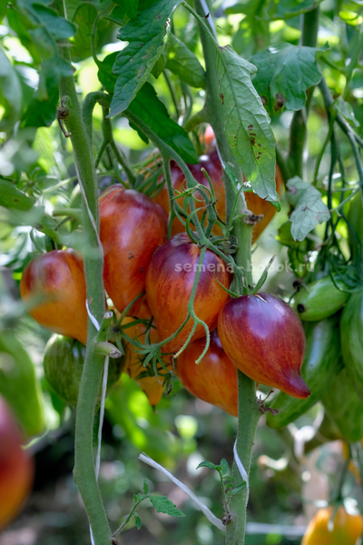 Томат Сладкая Карамель Софии, 10 шт