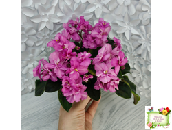 РС-Вещунья (С. Репкина) 2021 г. (клакамас с кроновой пестролистностью)