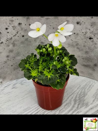 Lullaby (Arndt) (гёрл-лист)