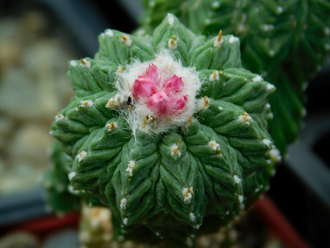 Aztekium ritteri PP 566 - 10 семян