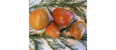 Томат Суровая Дыня немцев Поволжья (Severe Melon)