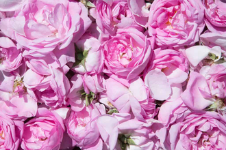 Роза болгарская (Rosa damascena) цветки, Болгария (1 г) - 100% натуральное эфирное масло