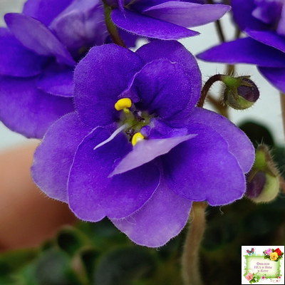 Mac's Pizza Pizzicato (G. McDonald) 01/31/2008 (гёрл-лист)