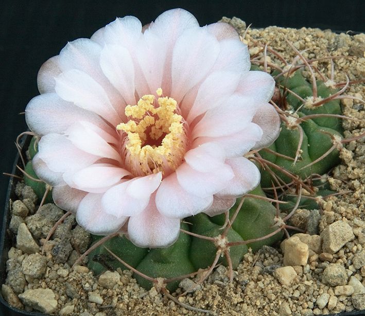 Gymnocalycium gaponii