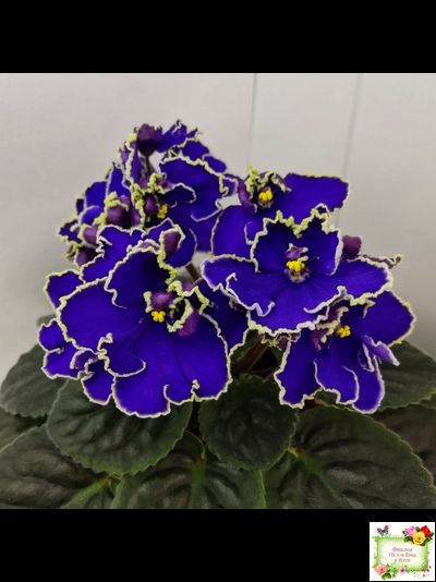 ЛЕ-Прекрасная Креолка (Е. Лебецкая) 2009 г