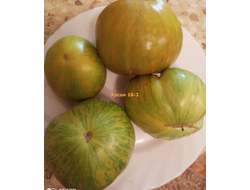 Томат Ярсон 18-3, Jarson 18/3