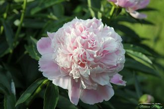 Пион Майя Плисецкая