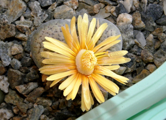 Lithops verruculosa v.glabra С160 - 10 семян