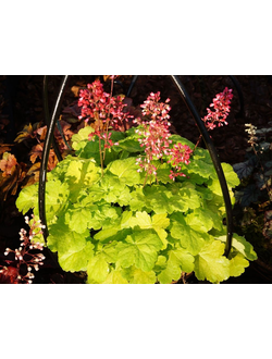 Гейхера "Принцесса Аврора" Princess Aurora