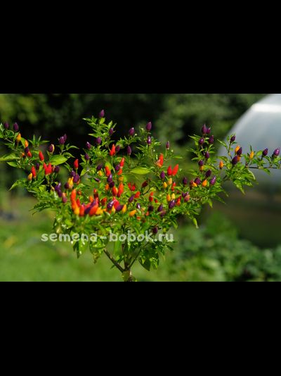 Перец острый NuMex Twilight, 10 шт