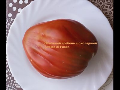 Томат Огненный гребень (Cresta di Fuoco) шоколадный, Италия