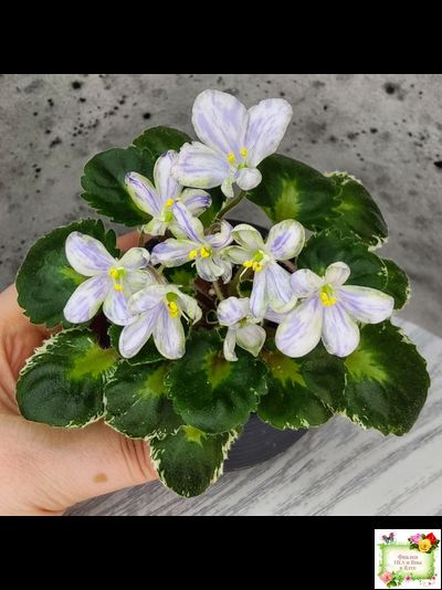 ЛЕ-Лунный Жемчуг (Е. Лебецкая) 2020 г. (пестролистный гёрл)