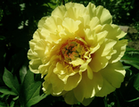 GARDEN TREASURE – ИТО (ГАРДЕН ТРЕЖЕ )