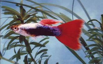 Гуппи туксидо красно-серебристая (Poecilia reticulata) Silver Red Tuxedo Guppy Male &quot;импорт самцы&quot;