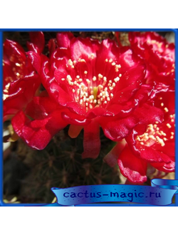 Lobivia acanthoplegma v. oligotricha KK 800